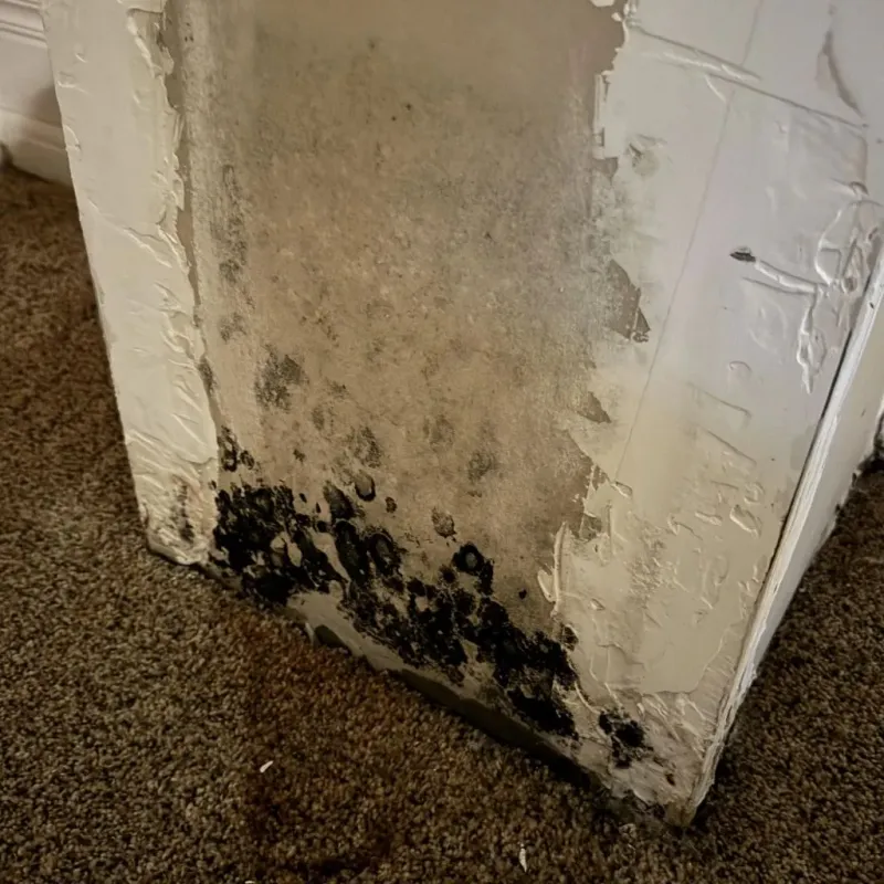 Professional Mold Removal in Winooski, VT